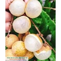 Cây giống Nhãn Không Hạt Thái Lan