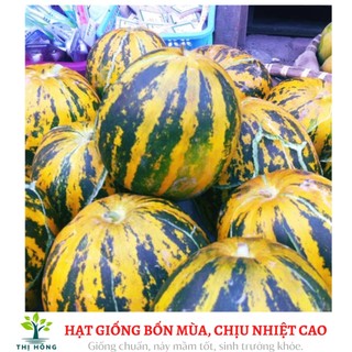 Hạt giống dưa bở (quả tròn, ăn bở, thơm ngon)