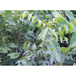 CÂY MẮC MẬT GIỐNG (CÂY MÓC MẬT)