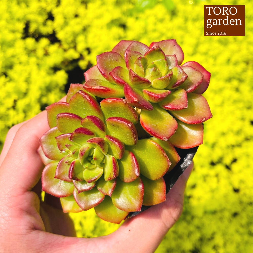 Sen đá xanh ngọc Đà Lạt size bé cây cảnh trang trí nhà cửa Toro garden