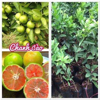 Cây Chanh Đào (Giống Cây Siêu Tốt Chuẩn F1)