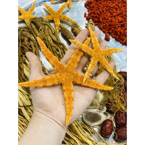 Sao Biển khô ngâm rượu, cam kết chuẩn hàng xịn / giá 1 con ( ảnh shop chụp)