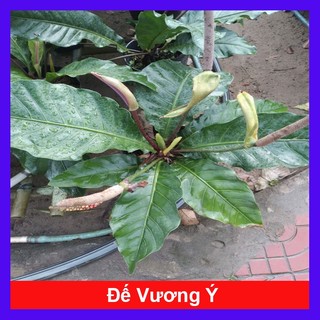 Cây trầu bà đế vương ý - cây cảnh để bàn