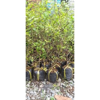 LỰU ĐỎ ẤN ĐỘ (loại chiết cành)