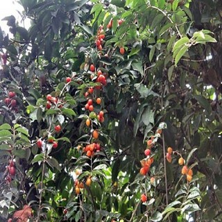 cây giống nhót chua (chuẩn giống cây trồng)