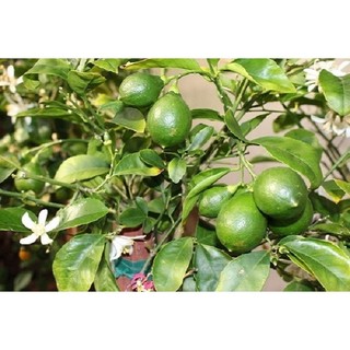 Cây giống chanh núm