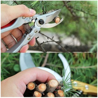 Kéo Nhật - Kéo cắt cành SADA 210