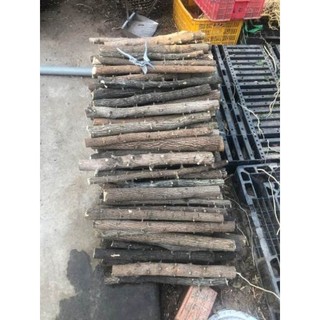 Cây Lũa Tự Nhiên Trang Trí Bể Cá,Ốc,Bò Sát..v