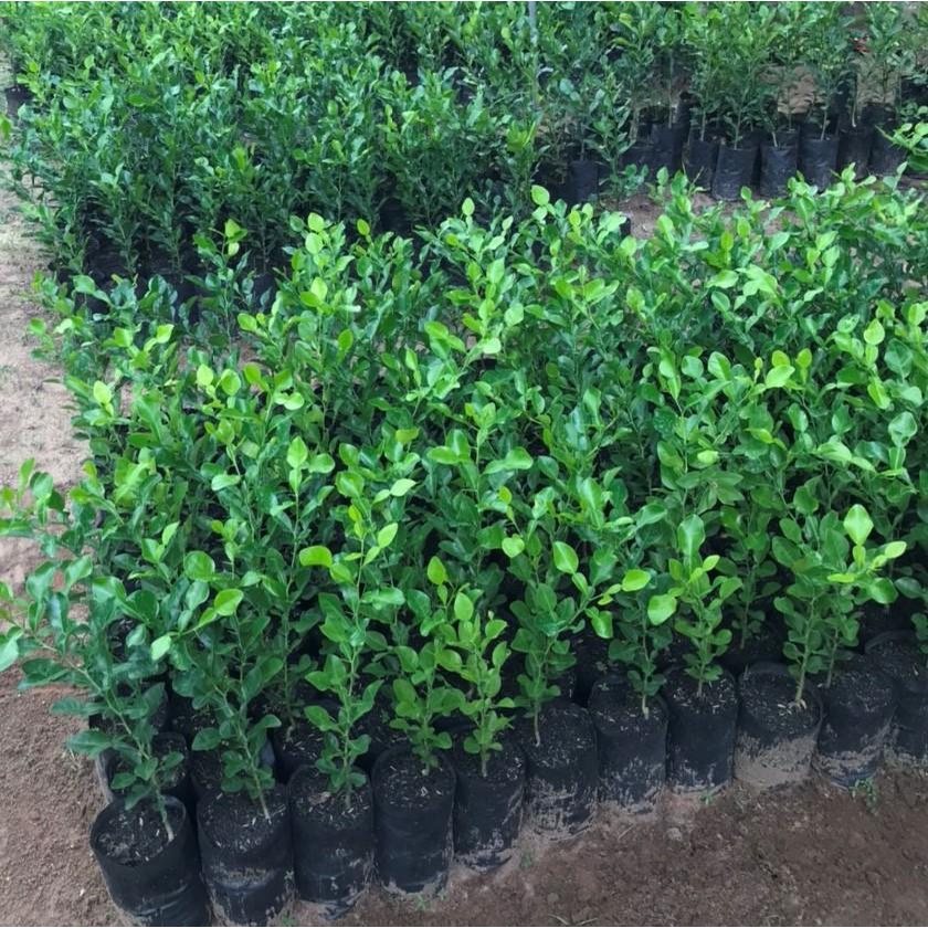 Cây Chanh Thái, Cây Chanh Chúc, Cây Chúc Giống An Giang Chiều Cao Khoảng 20-30cm CÂY GIỐNG 3 MIỀN xương rồng
