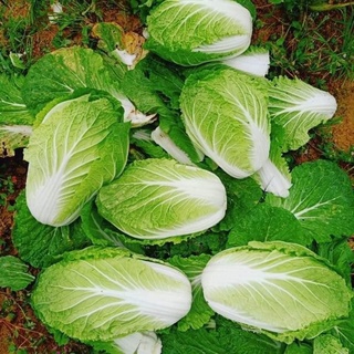 #Hạt_Giống_Cải_Thảo