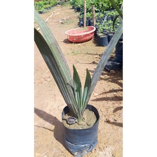 CÂY GIỐNG KÈ BẠC (CỌ BẠC)