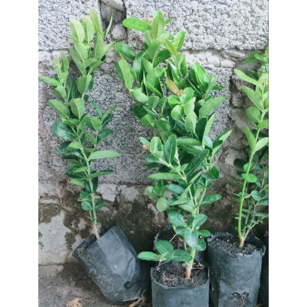 Combo 5 cây siro giá 75k. Hàng đẹp,khoẻ,mau cho trái, dễ chăm