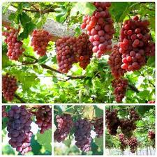#Hạt_Giống_Nho_Leo_Giàn_Pháp ( tặng kèm kích mầm )