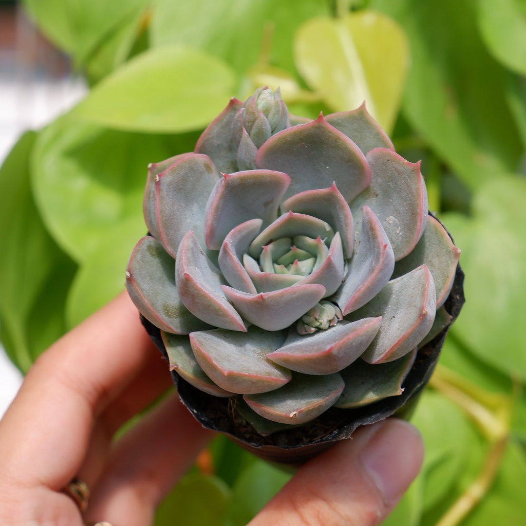SEN ĐÁ ĐẤT HỒNG SIZE BẦU HƯ 1 ĐỔI 1