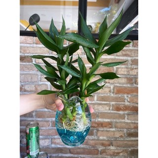 Bình hoa thủy tinh miệng bèo 12cm x16cm