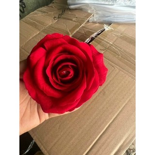 Bông hồng nhung rời hàng đẹp.