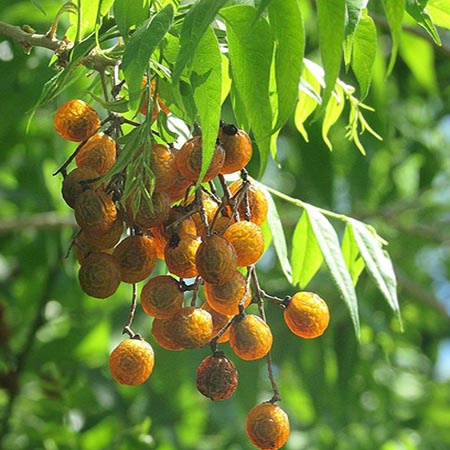 cây giống Bồ Hòn (Giống Cây Siêu Tốt Chuẩn F1)