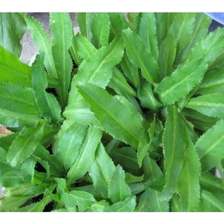 #Hạt_Giống_Mùi_Tàu ( tặng kèm kích mầm )