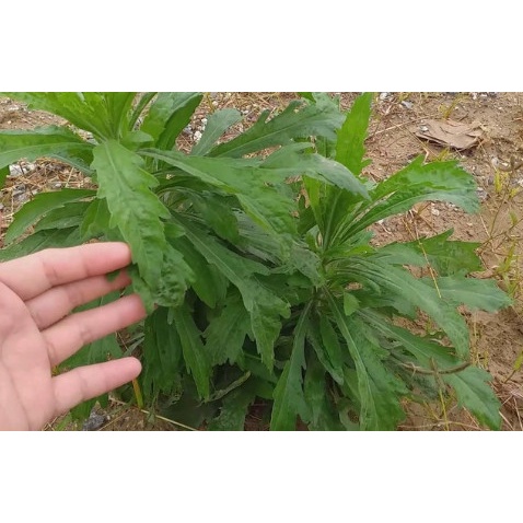 Cây ngải dại tươi, khô - cây mọc tự nhiên, phơi tay thơm ngon sạch sẽ loại 500g