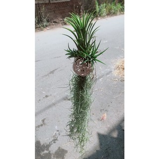Cây Không Khí Hàng Đẹp