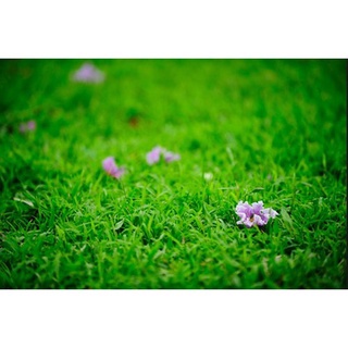 #Hạt_giống_cỏ_nhung ( tặng kèm kích mầm )