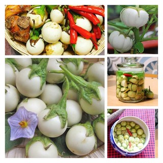 Hạt giống cà pháo trắng cao sản 100 hạt