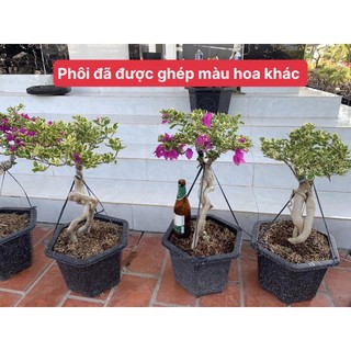 Phôi hoa giấy mỹ (phôi đẹp)