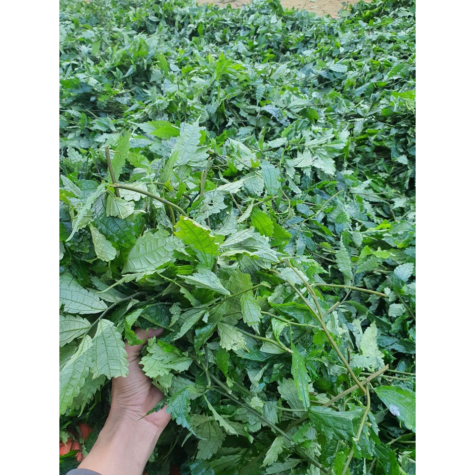 Lá Cơm kìa, Lá dạ dày, Lá đắng, Lá rau rừng khô xanh mướt đẹp
