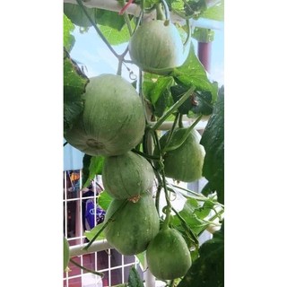 Hạt giống dưa lê lục ngọc 20 hạt/1 gói