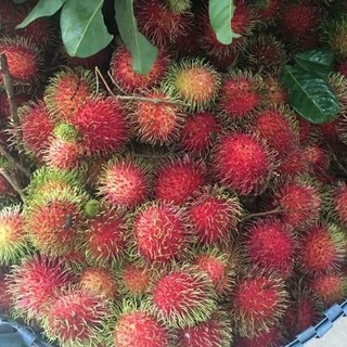 cây chôm chôm thái siêu sớm (giống cây chất lượng)