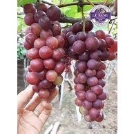 Cây Nho Lùn Pháp 6 Tháng ( sản phẩm có bảo hành)