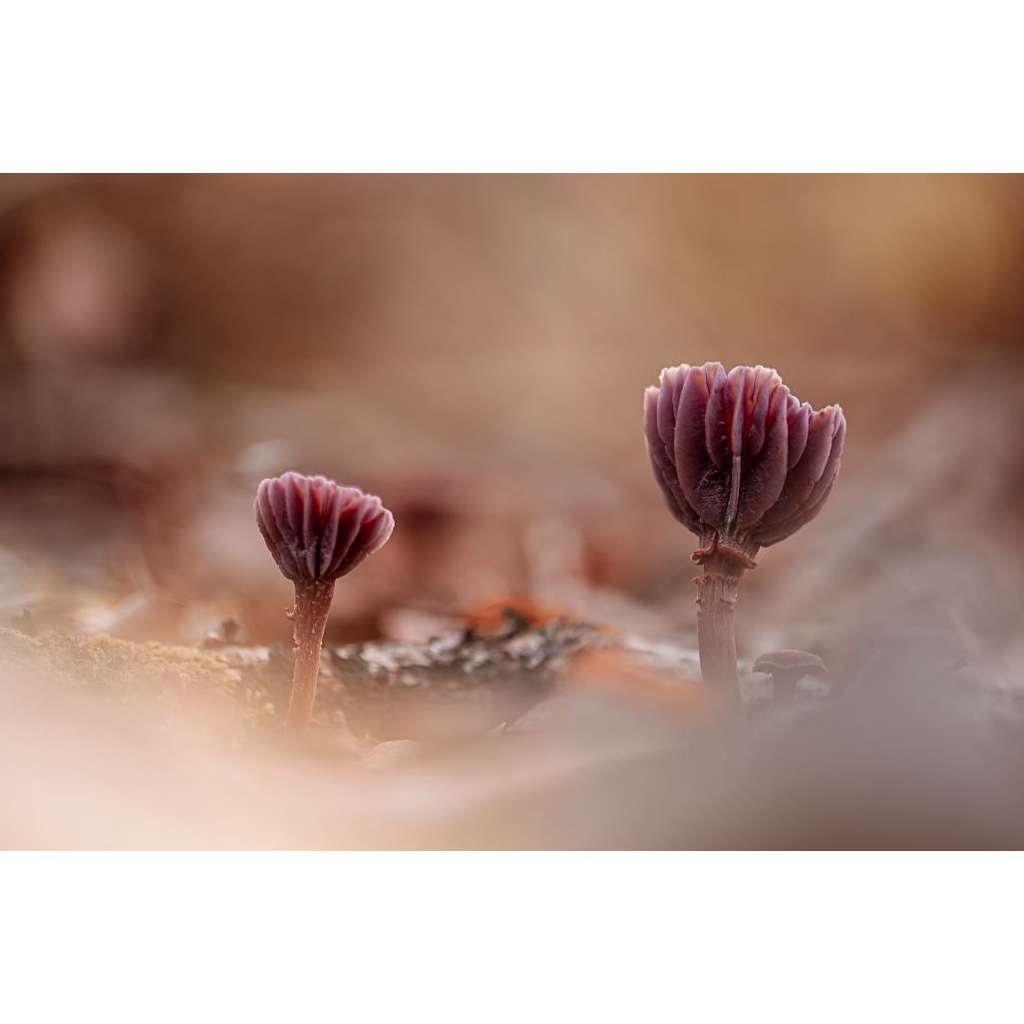 Super Takumar  55 F1.8  .  Ngàm  M42 LẤY NÉT TAY,  Chụp xóa phông rất đẹp.