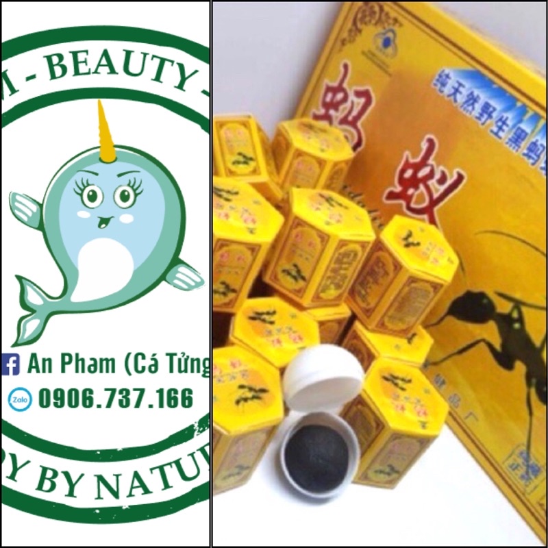 Kiến tây tạng ( 1v Dùng Thử)