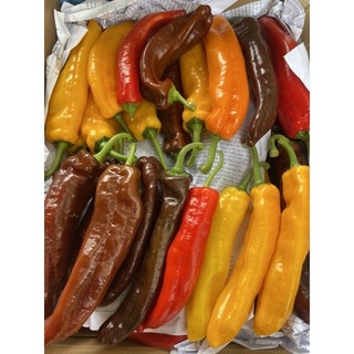 10 Hạt giống ớt ngọt sweet palermo, , ớt không cay không hăng, giòn, ngọt