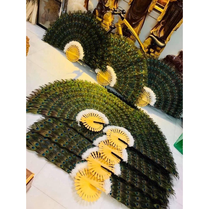 Quạt lông công tự nhiên phong thủy trang trí nhà cửa kích thước 1m2 và 1m6