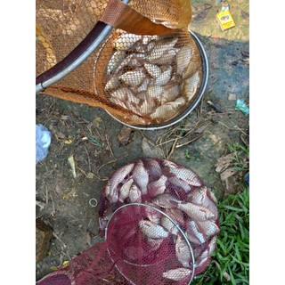 Mồi Ngũ Cốc Chép Diếc