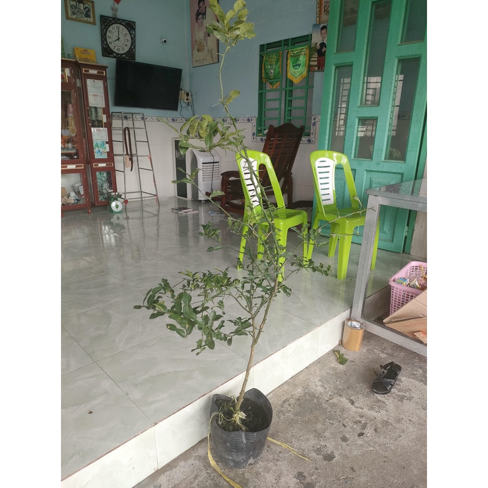 Cây 450k. Hàng xanh khoẻ, cây gần 3 năm, cao tầm 1,1m