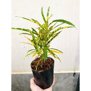 Chậu nhựa mềm vàng bạc lá nhuyễn