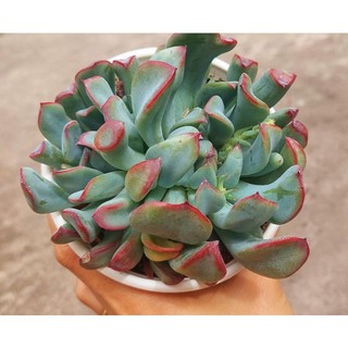 Sen đá cúc xanh viền đỏ - hư 1 đổi 1- cây cảnh trang trí- hoa đá shop