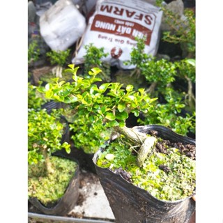 Sam hương phôi mini gốc rễ già