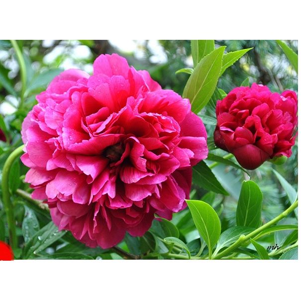 HOA MẪU ĐƠN ĐẠI ĐÓA TRUNG QUỐC TRI ÂN NHÀ CHÙA CAO 50CM