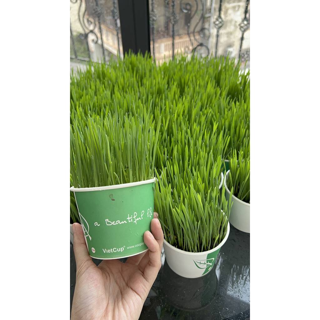 Cỏ lúa mạch trồng sẵn, cỏ tươi cho mèo giúp tiêu búi lông và bổ sung chất xơ-Kún Miu Pet shop
