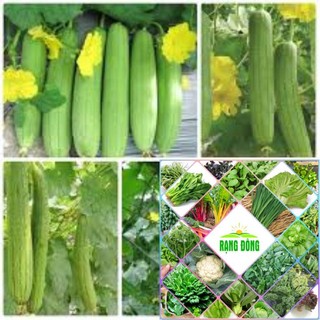 goi 10 hạt  giống mướp hương HAT F1