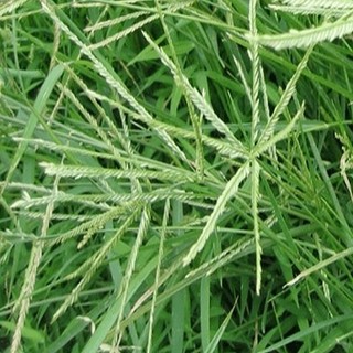 Cỏ Mần Trầu tươi 1kg