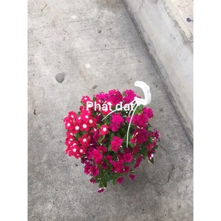 (Hoả tốc) dừa cạn rủ