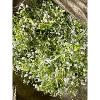 Cỏ điểm trộn nhiều mẫu 1kg đã nhặt sạch