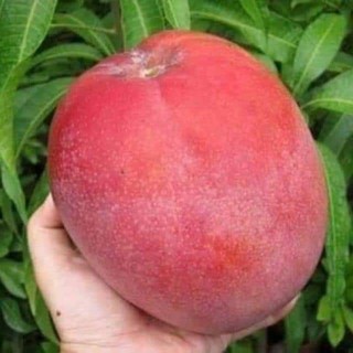 Cây giống xoài đỏ siêu SỚM trồng chậu