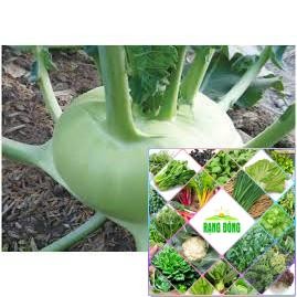 Gói 100 hạt giống xu hào xanh hat f1