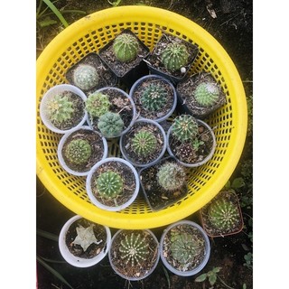 xương rồng bầu 2-4cm 16 cây 150k