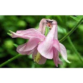 100 hạt giống hoa bồ câu - cỏ bồ câu mix màu